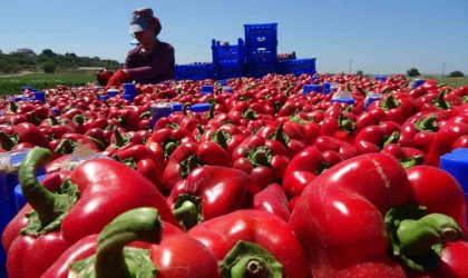 Çanakkale kapya biber üretiminde Türkiyede birinci sırada