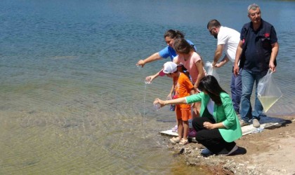 Çanakkalede baraj ve göletlere 1 milyon 750 bin sazan yavrusu bırakıldı