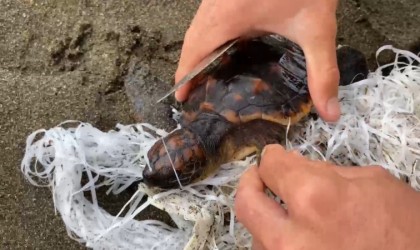 Cankurtaranlar çuvala dolanan caretta carettayı kurtardı