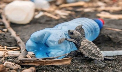 Caretta carettaların plastiklerle mücadelesi