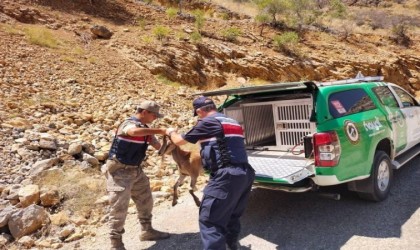 Çevre Doğa ve Hayvan Koruma timinden yaban keçisine yardım eli