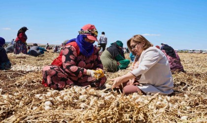 Çiftçiye 8 milyon 432 bin 925 litre mazot desteği verildi