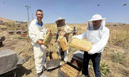 Cilo Dağının eteklerinde bal bereketi: Kovan kovan bal sağımı başladı