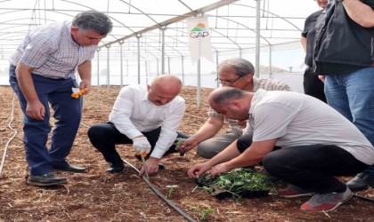 Devlet desteği ile kurulan seralar çiftçilere ciddi ekonomik katkı sağlayacak