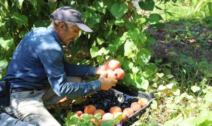 Elazığda şeftali hasadı devam ediyor