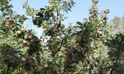 Erzincan Ovası bu yıl yüksek rekolte ile çiftçinin yüzünü güldürüyor