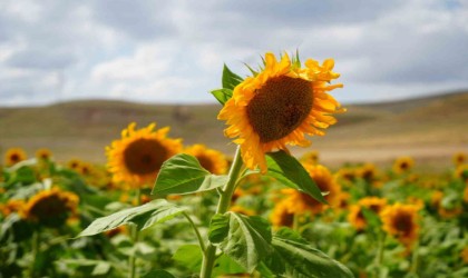 Erzincanda ayçiçeği tarlaları sarının her tonuyla güneşi kıskandırıyor