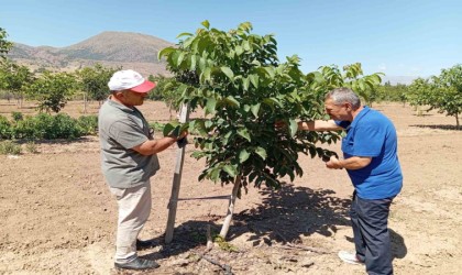 Erzincanda ceviz yetiştiriciliği artıyor