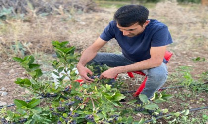 Erzincanın ilk aronya bahçeleri meyvelerini verdi