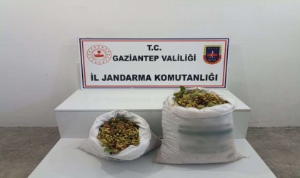 Gaziantepte 515 kilo Antep fıstığı çalan 2 şüpheli suçüstü yakalandı