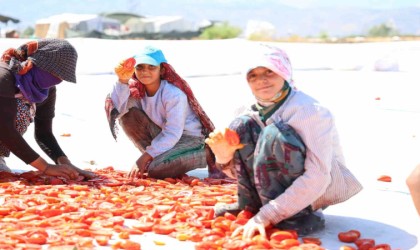 Hasadı yapılıp kurutulan domates Avrupa yolcusu