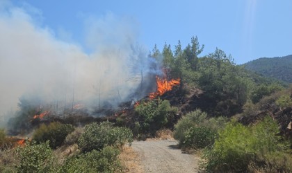 Hatayda çıkan orman yangını kontrol altına alındı