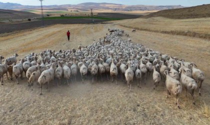 Hayvan sahipleri isyan etti: ‘Türk çoban kalmadı