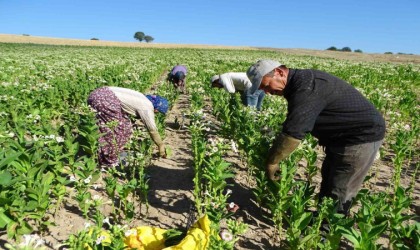 Hisarcıkta tütün ekimi azaldı