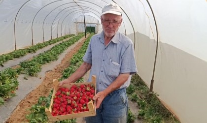 Hobi olarak başladığı çilek yetiştiriciliğinde yılda 6 ton çilek üretiyor