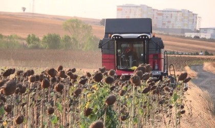 İHA ve SİHAdan sonra ayçiçeğinde de yerli başarı: Trakyanın tohumu tüm Türkiyeyi besleyecek