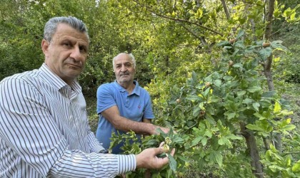 Japonyanın muşmula meyvesi Yüksekovada yetişti