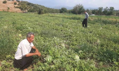 Karpuz tarlasını hasat etmeye giden çiftçiye ‘Karga şoku