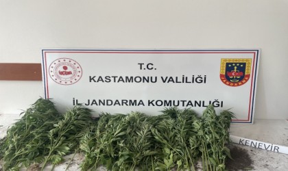 Kastamonuda 132 kök kenevir ele geçirildi: 1 gözaltı