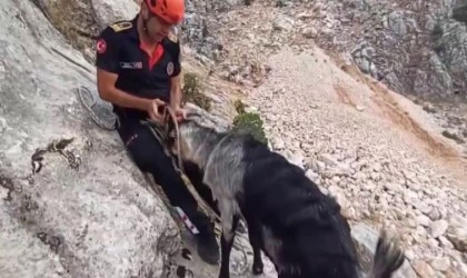 Kayalıklarda mahsur kalan keçiler kurtarıldı