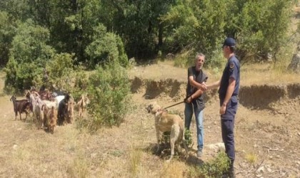 Kaybettiği küçükbaş hayvanlarını jandarma buldu