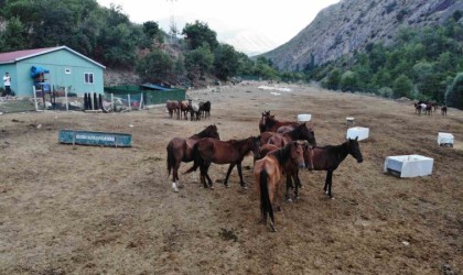 Kesilmekten kurtulan atlar 3 yıldır koruma çiftliğinde yaşamlarını sürdürüyor