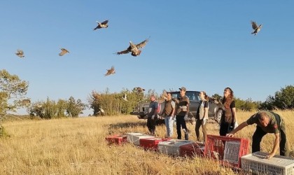 Kırklarelinde keklikler doğaya salındı