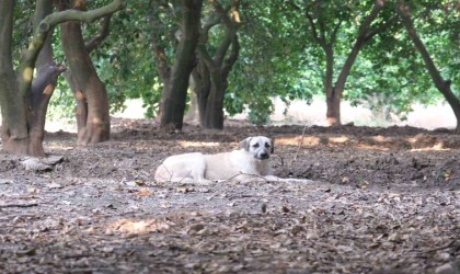 Köpeklerin çocuğu yaraladığı bahçede başıboş köpekler hala duruyor