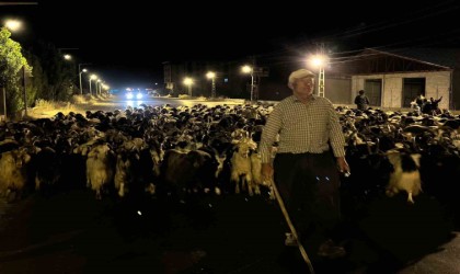 Koyun sürüsünün ilçe merkezinden geçişi sırasında renkli görüntüler ortaya çıktı