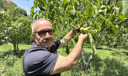 Kuru dağı 20 yıl içinde cevizli vadiye dönüştürdü