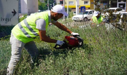 Lavantalardan bu yıl da organik ürünler üretilecek