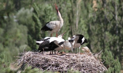 Leylekler Vadisinde “lak lak” sesleri sustu