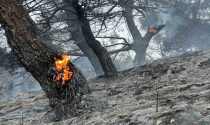 Manisadaki orman yangınında çalışmalar iyiye gidiyor