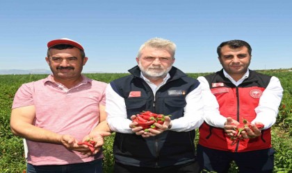 Maraş biberinde hasat dönemi başladı