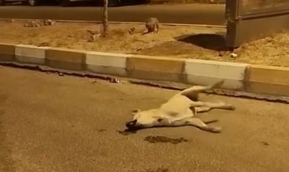 Mardinde sokak köpekleri başka bir köpeği telef etti