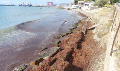 Marmara Denizinde kızıl yosun alarmı