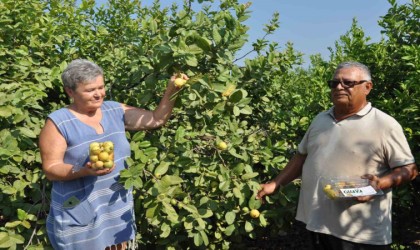 Mersinde tropikal meyve guavanın hasadına başlandı