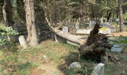 Mezarların üzerine devrilen ağaçları kaldırmayan belediyeye tepki