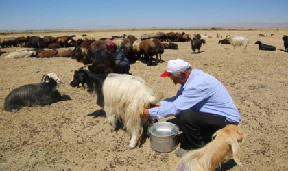 Muş Ovasında kadınlar değil erkekler sağım yapıyor