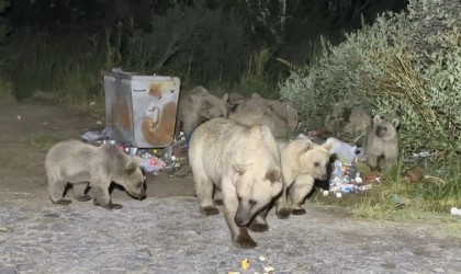 Nemruta pikniğe giden vatandaşlar ayı sürprizi ile karşılaşıyor