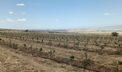 Niğdede Tıbbi Aromatik Bitki Yetiştiriciliği Demonstrasyon Projesi hayata geçiyor