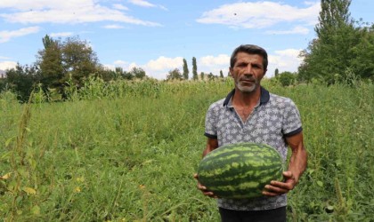 Oltuda yerli üretim karpuz ilgi görüyor