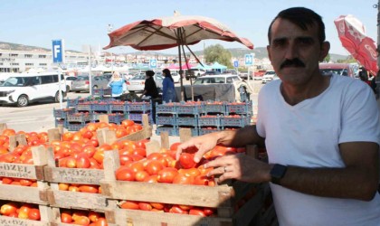 (ÖZEL) Salçalık domatesler görücüye çıktı