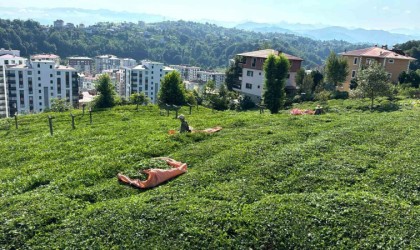 Rizede çay üreticileri 3. sürgün hasadı için çay bahçelerine girmeye başladı