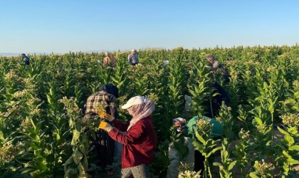 Samsatta tütün hasadı başladı