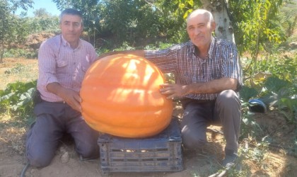 Sarıgölde 70 kilogramlık balkabakları