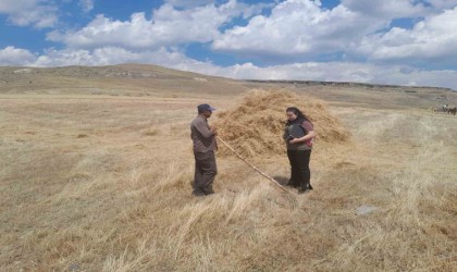 Sarıkamışta hasat vakti, Çiftçiler ektiklerini topluyor