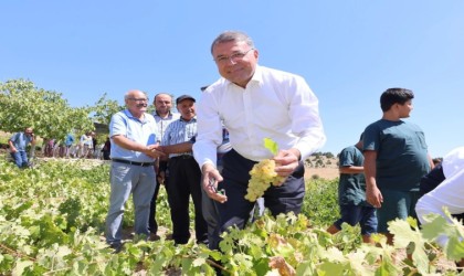 Silifkede sofralık üzüm hasadı başladı