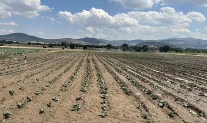 Sinanpaşada brokoli üretimi artıyor