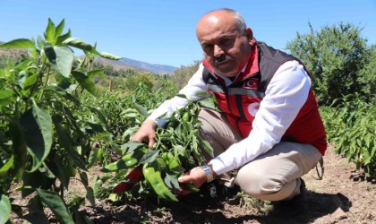 Sivasta salçalık biber ve domates hasadı başladı